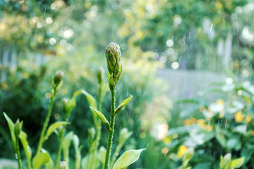 Flower bud pours rain. Green summer background.