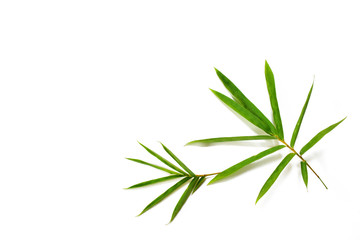  Bamboo leaves on white background