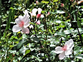 Wall Mural - flowers in the garden