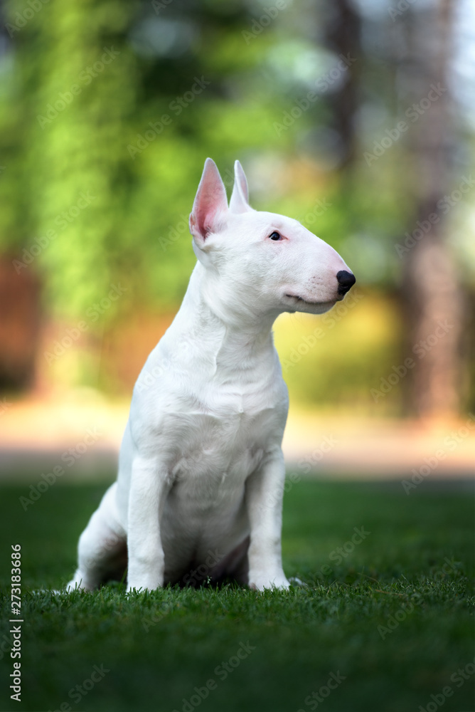 English bull terrier puppies discount