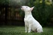 bull terrier puppy sitting outdoors
