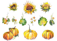 Set Of Sunflowers, Pumpkins And Pumpkin Leaves. Watercolor Illustration On White Background. Isolated Elements For Design.