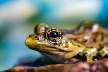 Poster - frog on leaf