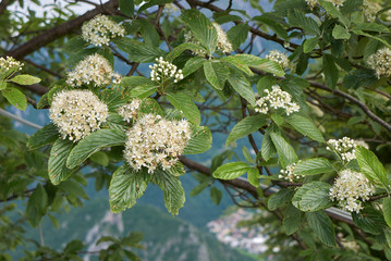 sorbus aria