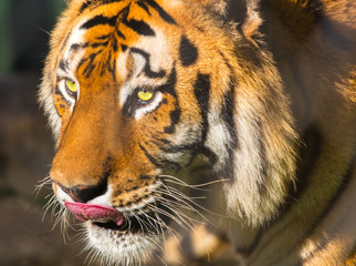 Canvas Print - Close up do tigre