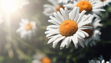 Close-up Of Daisy Flowers In The Gentle Rays Of The Warm Sun In The Garden. Summer, Spring Concepts. Beautiful Nature Background. Macro View Of Abstract Nature Texture. Template For Design. Soft Focus