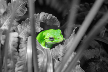 Sticker - green tree frog on leaf