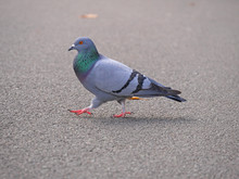 Big Pigeon On The City Street. Funny Abstract Photo