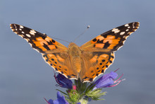 Close Up Of Painted Lady Butterfly Sitting On Blue Flower