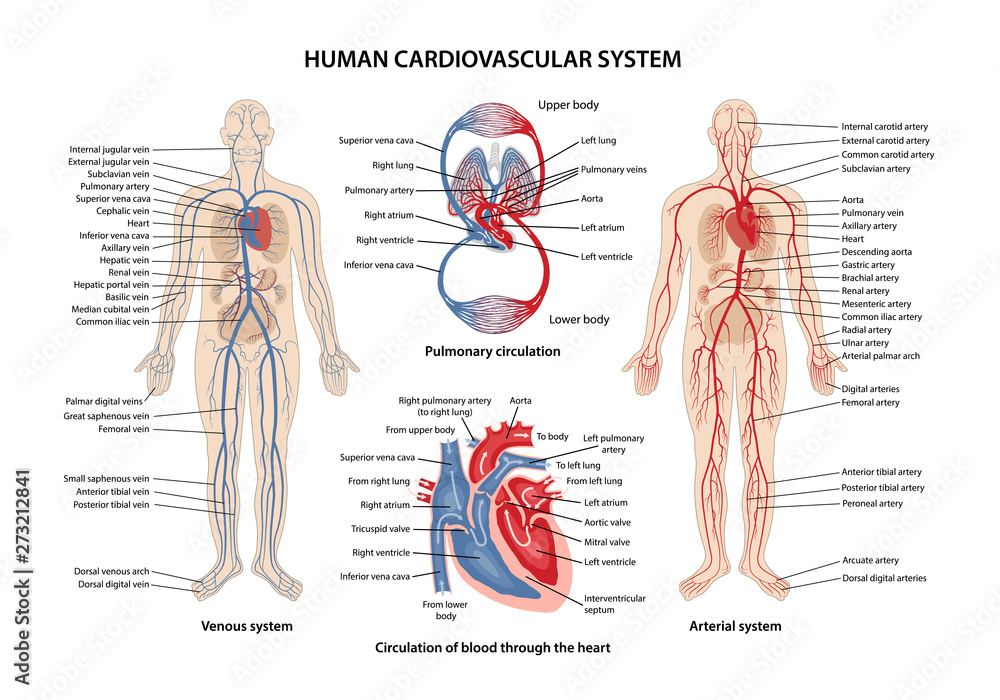 Human cardiovascular system  - obrazy, fototapety, plakaty 