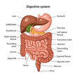Anatomy of the human digestive system with description of the corresponding internal parts