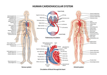 human cardiovascular system