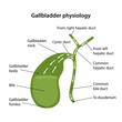 Circulation of bile in the gallbladder