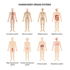 Human body organ systems