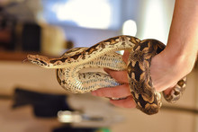 Python On Hand, Snake On Hand, Man Holds Python