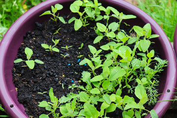 peas and weeds growing in a pot