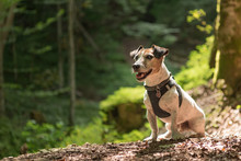 Small Old  Funny Jack Russell Terrier Dog Is Sitting Obediently In A Sunny Forest