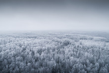 Snowy And Misty Forest Landscape In Estonian Winter.