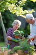 © Budimir Jevtic - Senior couple potting plants