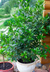 Poster - laurel plant growing in a clay pot