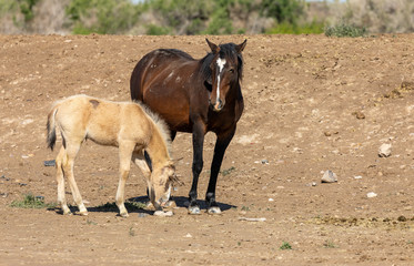 Wild Horse Mare and Cute Foal