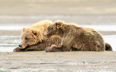 Wall Mural - alaska brown bear