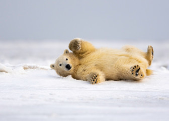 polar bear