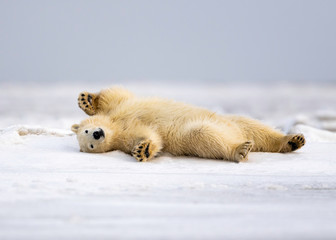 Wall Mural - polar bear