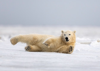 polar bear