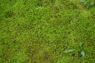 green moss on the wall