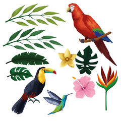 Poster - Exotic birds and tropical fauna