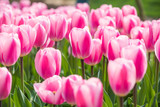 Fototapeta Tulipany - Tulip Flower. Beautiful bouquet of tulips. colorful tulips