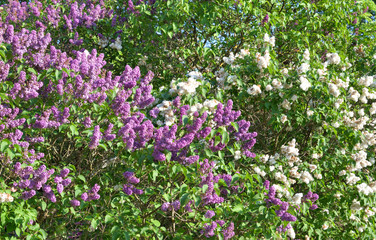 Wall Mural - Blooming lilac bush.