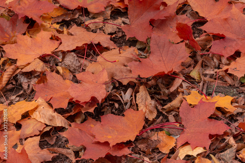 Background of autumn maple leaves on the ground