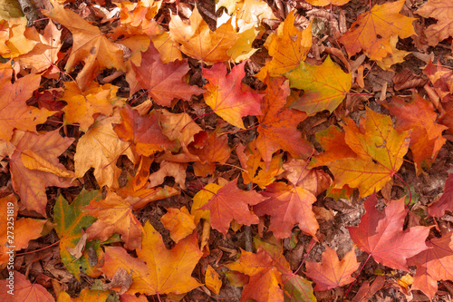 Background of autumn maple leaves