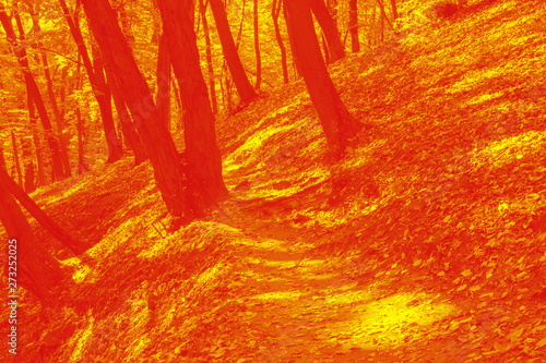 Autumn landscape of the forest.