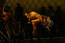 Bengal Tiger In The Zoo With Dark Background