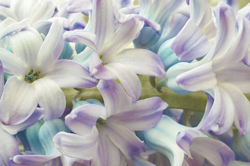 purple background of flowers