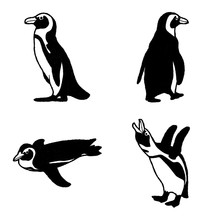 African Penguin Vector Illustration Hand Drawn Animal Cartoon Art