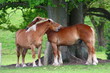 Pferde pflegen sich gegenseitig das Fell
