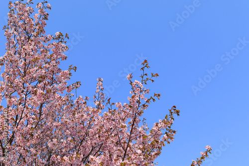 桜 青空背景テクスチャ 日本 Stock Foto Adobe Stock 桜 青空背景テクスチャ 日本 Stock Foto Adobe Stock