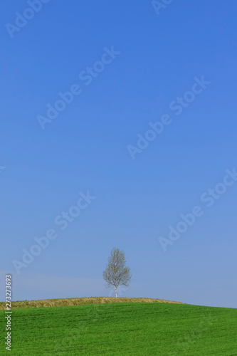 木と青空と草原シンプル背景日本北海道stock Photo Adobe Stock 木と青空と草原シンプル背景日本北海道stock Photo Adobe Stock