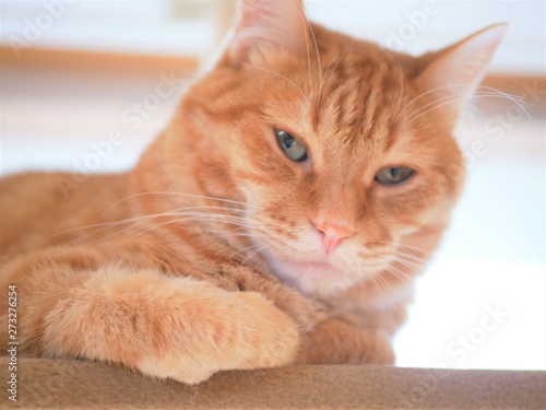 機嫌が悪そうな茶トラ猫 Stock Photo Adobe Stock 機嫌が悪そうな茶トラ猫 Stock Photo Adobe Stock
