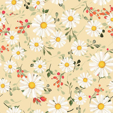Pattern. Seamless. White Daisies. Daisy, Flower