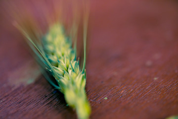 Wall Mural - green Wheat spikes on dark wooden board