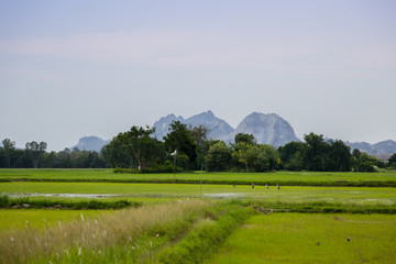 Wall Mural - green and gold rice fields with the background of mountain