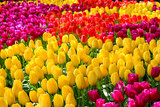 Fototapeta Tulipany - Detail of beautiful colorful tulips. The flowers have amazing yellow, red or pink colors. Bed of flowers. Spring concept. Holland. Flora background