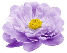 Watercolor Peony Flower Purple Flower Isolated On White Background. No Shadows With Clipping Path. Close-up. Nature.