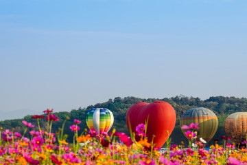 Wall Mural - Colourful hot air balloons flying at  Singh Park in Chiang Rai, Thailand.