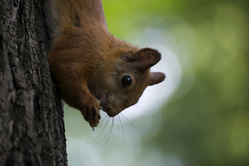 Squirrel on a branch in the forest.